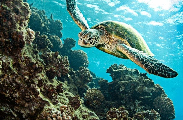 What to know about sea turtles