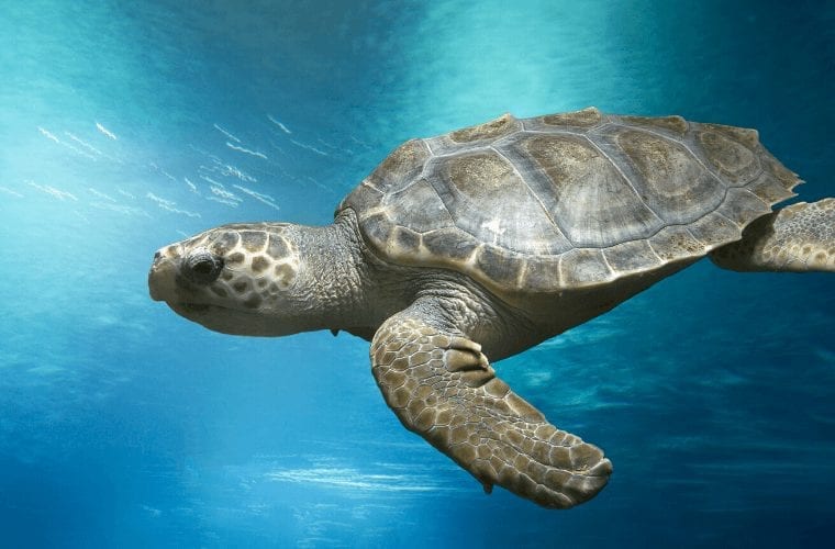 swimming with sea turtles loggerhead