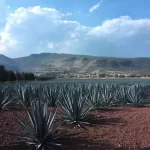agave-fields-jalisco-mexico