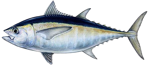 blackfin tuna wahoo - fishing puerto aventuras