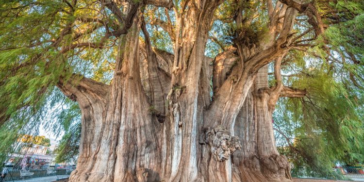 El Tule Tree (World's Widest Tree Trunk)