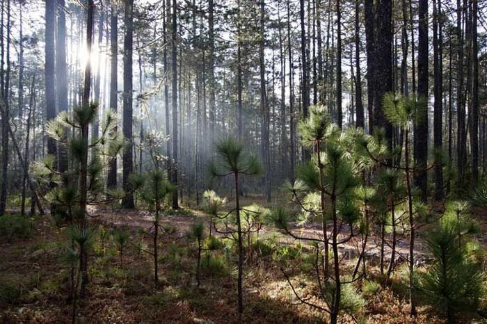 Sierra Norte Cloud Forest (La Cumbre Ixtepeji)