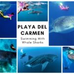 Best Swimming With Whale Sharks In Playa Del Carmen, Mexico