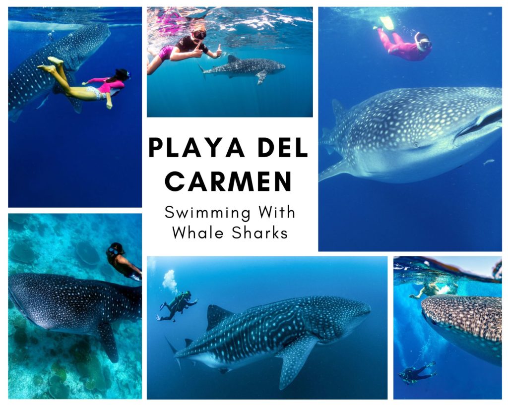 Swimming with whale sharks - Playa del carmen